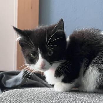 Oreo -  American Shorthair Cat for Adoption in Newberg, Oregon - Oreo | PetCurious