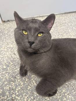 Kratos -  Domestic Short Hair Cat for Adoption in North Haven, Connecticut - Kratos | PetCurious