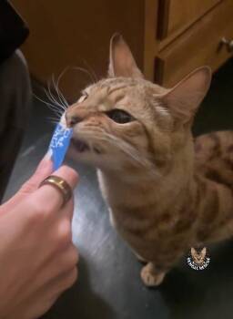 Leo -  Bengal Cat for Adoption in Millcreek, Utah - Leo | PetCurious