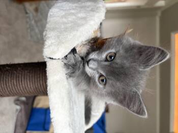 Domestic Long Hair Cats Available for Adoption in Ephrata, Washington - Socks  | PetCurious