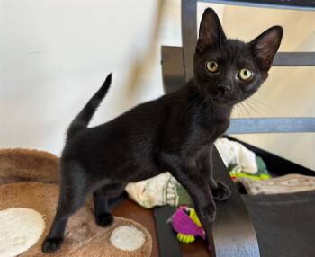 ERIS -  Domestic Short Hair Cat for Adoption in Santa Clara, California - ERIS | PetCurious