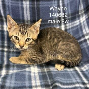 Wayne -  Domestic Short Hair Cat for Adoption in New Tazewell, Tennessee - Wayne | PetCurious