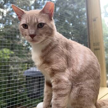 Rescue Domestic Short Hair Cats for Adoption in Merrifield, Virginia - Sunny D Johal | PetCurious