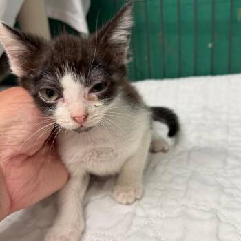 Buscemi-C -  Domestic Short Hair Cat for Adoption in East St. Louis, Illinois - Buscemi-C | PetCurious