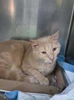 Peaches -  Domestic Short Hair Cat for Adoption in Cincinnati, Ohio - Peaches | PetCurious