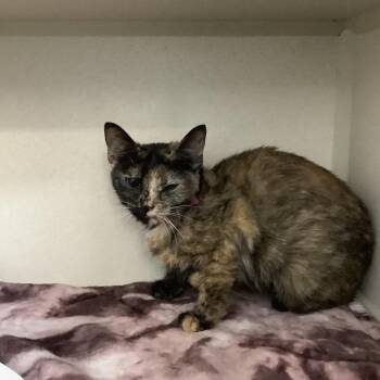 Domestic Short Hair Cats Available for Adoption in Lakeland, Florida - Chanel | PetCurious