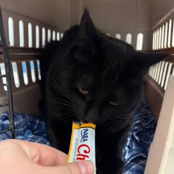 Mothra -  Domestic Short Hair Cat for Adoption in Spokane, Washington - Mothra | PetCurious