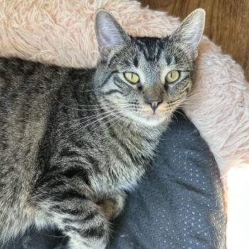 Vidar -  Domestic Short Hair Cat for Adoption in Grantsville, Utah - Vidar | PetCurious
