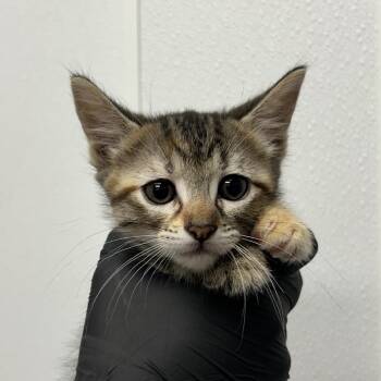 Nelly -  Domestic Short Hair Cat for Adoption in Abilene, Texas - Nelly | PetCurious