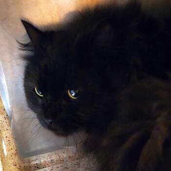 Domestic Long Hair Cats Available for Adoption in West Olive, Michigan - Bamboo (Barn Cat) | PetCurious