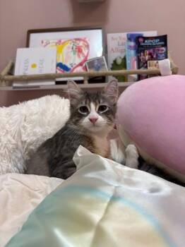 Chips -  Domestic Long Hair Cat for Adoption in North Babylon, New York - Chips | PetCurious