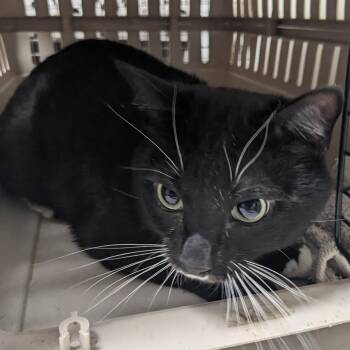 Domestic Short Hair Cats Available for Adoption - Practical Magick | PetCurious