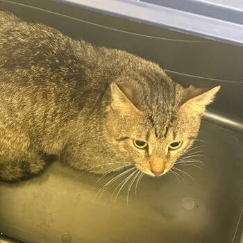 Maverick -  Domestic Short Hair Cat for Adoption in Charlottesville, Virginia - Maverick | PetCurious