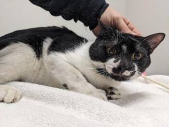 Domestic Short Hair Cats Available for Adoption - Gaspey 93 | PetCurious