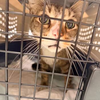 Leonardo -  Domestic Short Hair Cat for Adoption in Philadelphia, Pennsylvania - Leonardo | PetCurious