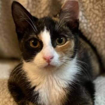 Calico Cats Available for Adoption in Woodmere, New York - Daphne  | PetCurious