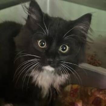 Harley Quinn -  Domestic Short Hair Cat for Adoption in Veneta, Oregon - Harley Quinn | PetCurious
