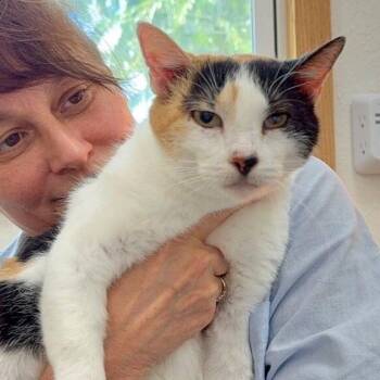 Molly Fish -  Calico and Domestic Short Hair Cat for Adoption in Friendswood, Texas - Molly Fish | PetCurious