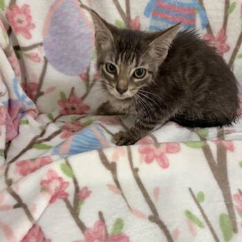 Clove -  Domestic Short Hair Cat for Adoption in Sequatchie, Tennessee - Clove | PetCurious