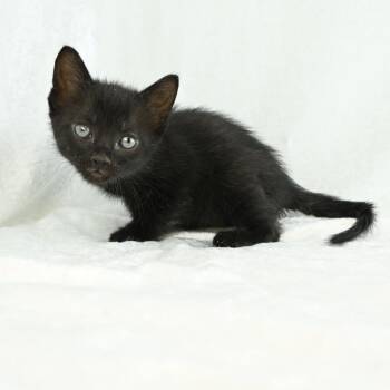 Baylor -  Domestic Short Hair Cat for Adoption in Mobile, Alabama - Baylor | PetCurious