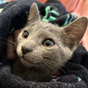 Rescue Domestic Short Hair Cats for Adoption in Boerne, Texas - Little Tyke | PetCurious