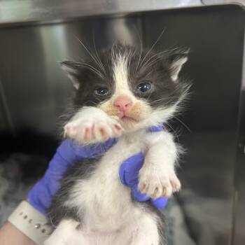 Flora -  Domestic Short Hair Cat for Adoption in Charleston, West Virginia - Flora | PetCurious