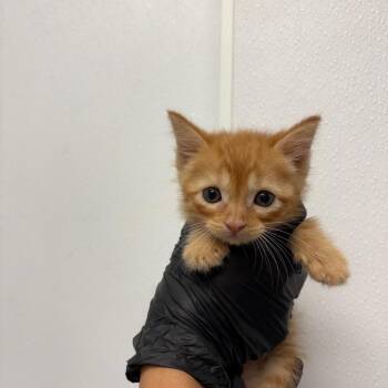 Greedy Baby -  Domestic Short Hair Cat Available for Adoption in Abilene, Texas - Greedy Baby | PetCurious