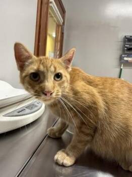 Jill -  Domestic Short Hair Cat for Adoption in Pequot Lakes, Minnesota - Jill | PetCurious