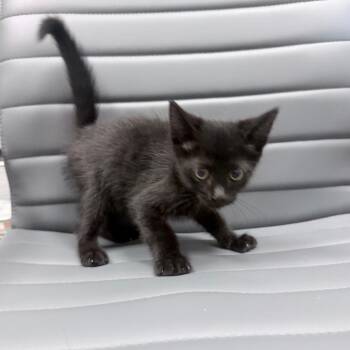 Mini Cooper -  Domestic Short Hair Cat for Adoption in Jupiter, Florida - Mini Cooper | PetCurious