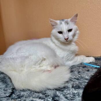 Snow White -  Domestic Short Hair Cat for Adoption in NEW PT RICHEY, Florida - Snow White | PetCurious