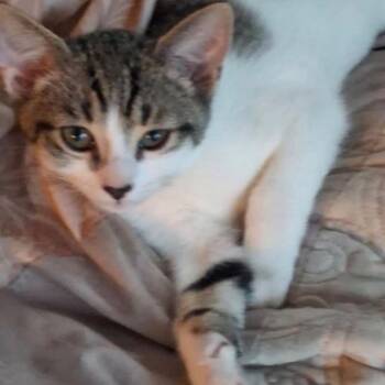 Angel -  Domestic Short Hair Cat for Adoption in Oceanside, New York - Angel | PetCurious