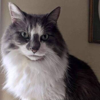 Leo -  Domestic Long Hair Cat for Adoption in Raleigh, North Carolina - Leo | PetCurious