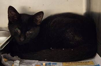 FLAMINGO -  Domestic Short Hair Cat for Adoption in Hagerstown, Maryland - FLAMINGO | PetCurious