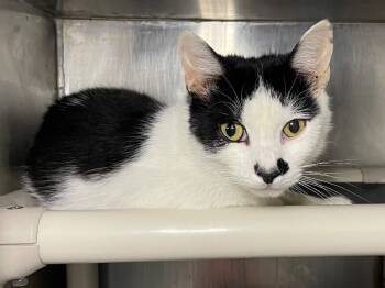 Rescue Domestic Short Hair Cats for Adoption in Roanoke, Virginia - Opie | PetCurious