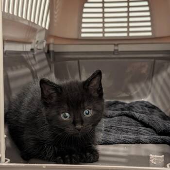 Fresno C11866 -  Domestic Short Hair Cat for Adoption - Fresno C11866 | PetCurious
