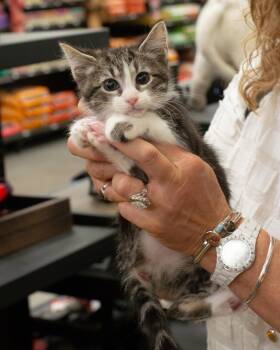 Olivia -  Domestic Short Hair Cat for Adoption in Elk Grove, California - Olivia | PetCurious
