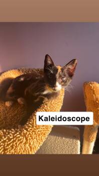 Kaleidoscope -  Domestic Short Hair Cat for Adoption in Belchertown, Massachusetts - Kaleidoscope | PetCurious