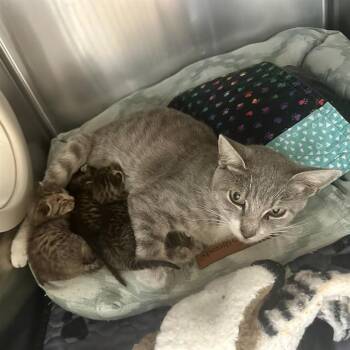 MARTHA -  Domestic Short Hair Cat for Adoption in Riverside, California - MARTHA | PetCurious