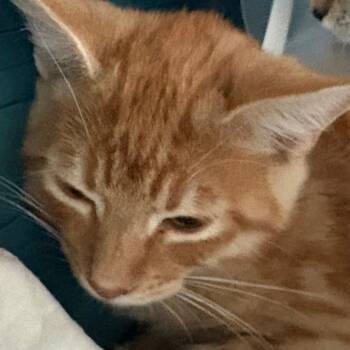 Bruce -  Domestic Short Hair Cat for Adoption in Leander, Texas - Bruce | PetCurious