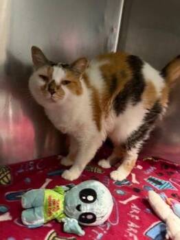 Butterfingers -  Domestic Medium Hair Cat for Adoption in Williamsport, Pennsylvania - Butterfingers | PetCurious