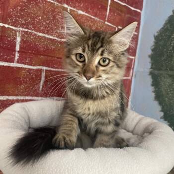 Martly -  Domestic Medium Hair Cat for Adoption in Laredo, Texas - Martly | PetCurious