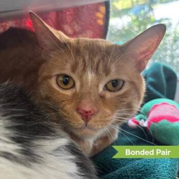 OJ ( bonded with Leo) -  Domestic Short Hair Cat for Adoption in Reisterstown, Maryland - OJ ( Bonded With Leo) | PetCurious