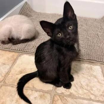 Skunk -  Domestic Short Hair Cat for Adoption in West Olive, Michigan - Skunk | PetCurious