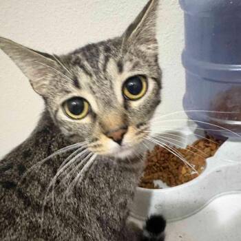 Mittens -  Domestic Short Hair Cat for Adoption in Las Vegas, Nevada - Mittens | PetCurious