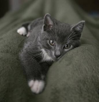 Domestic Short Hair Cats Available for Adoption in Houston, Texas - Sputnik | PetCurious