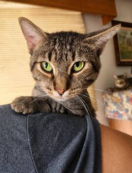 Chase -  Tabby and American Shorthair Cat for Adoption in Mission Viejo, California - Chase | PetCurious