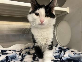 MEMPHIS -  Domestic Short Hair Cat for Adoption in Tustin, California - MEMPHIS | PetCurious
