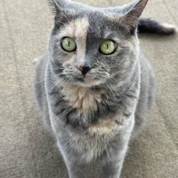 Neka -  Domestic Short Hair Cat for Adoption in Avon, New York - Neka | PetCurious