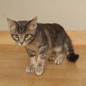 Adora the Explora C70871 -  American Shorthair Cat for Adoption in Minnetonka, Minnesota - Adora The Explora C70871 | PetCurious
