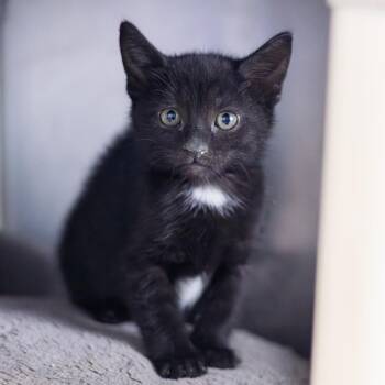 Jalapeno -  Domestic Short Hair Cat for Adoption - Jalapeno | PetCurious
